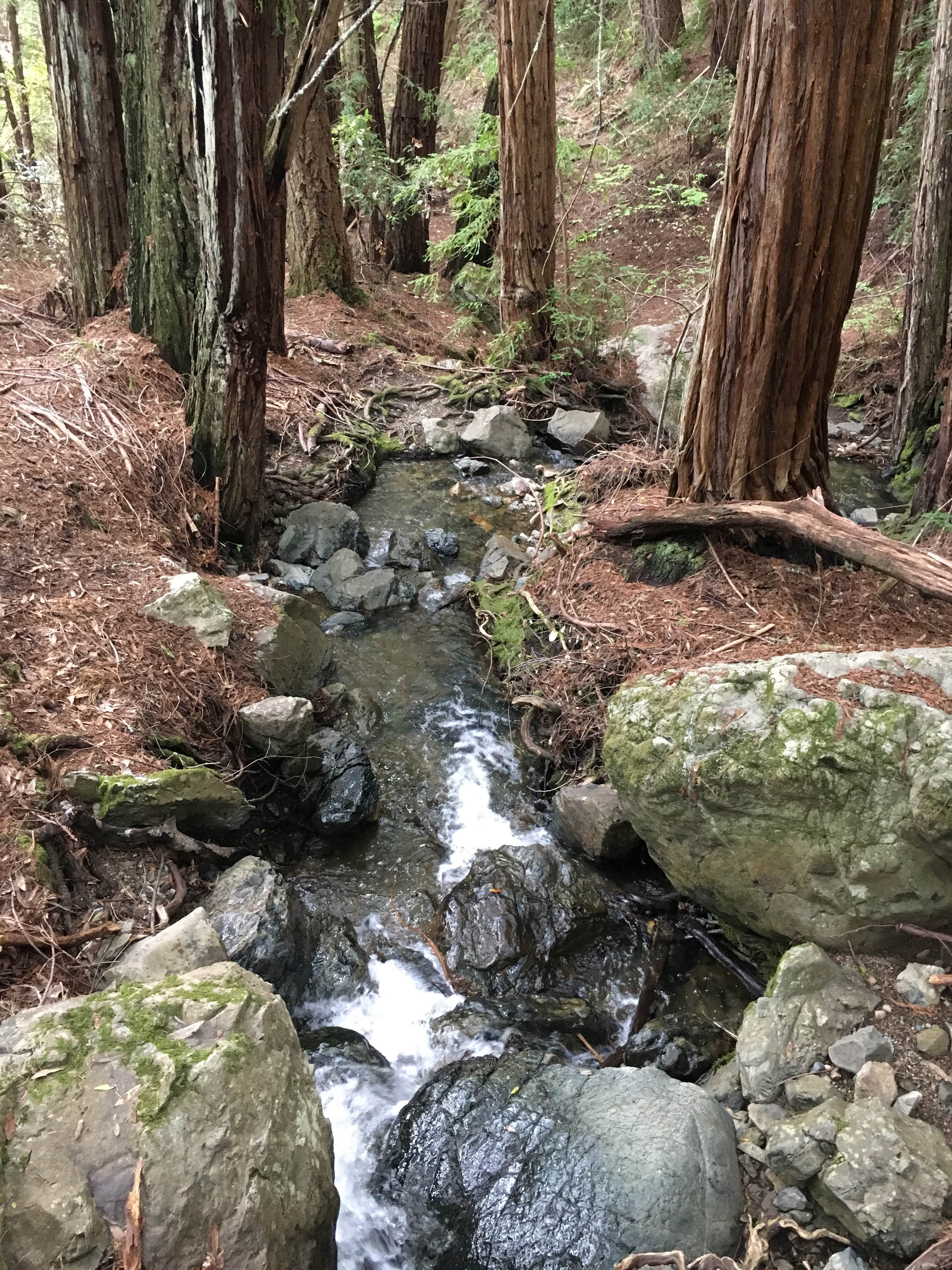 Camper-submitted photo at Pantoll Campground — Mount Tamalpais State Park near Point Reyes National Seashore