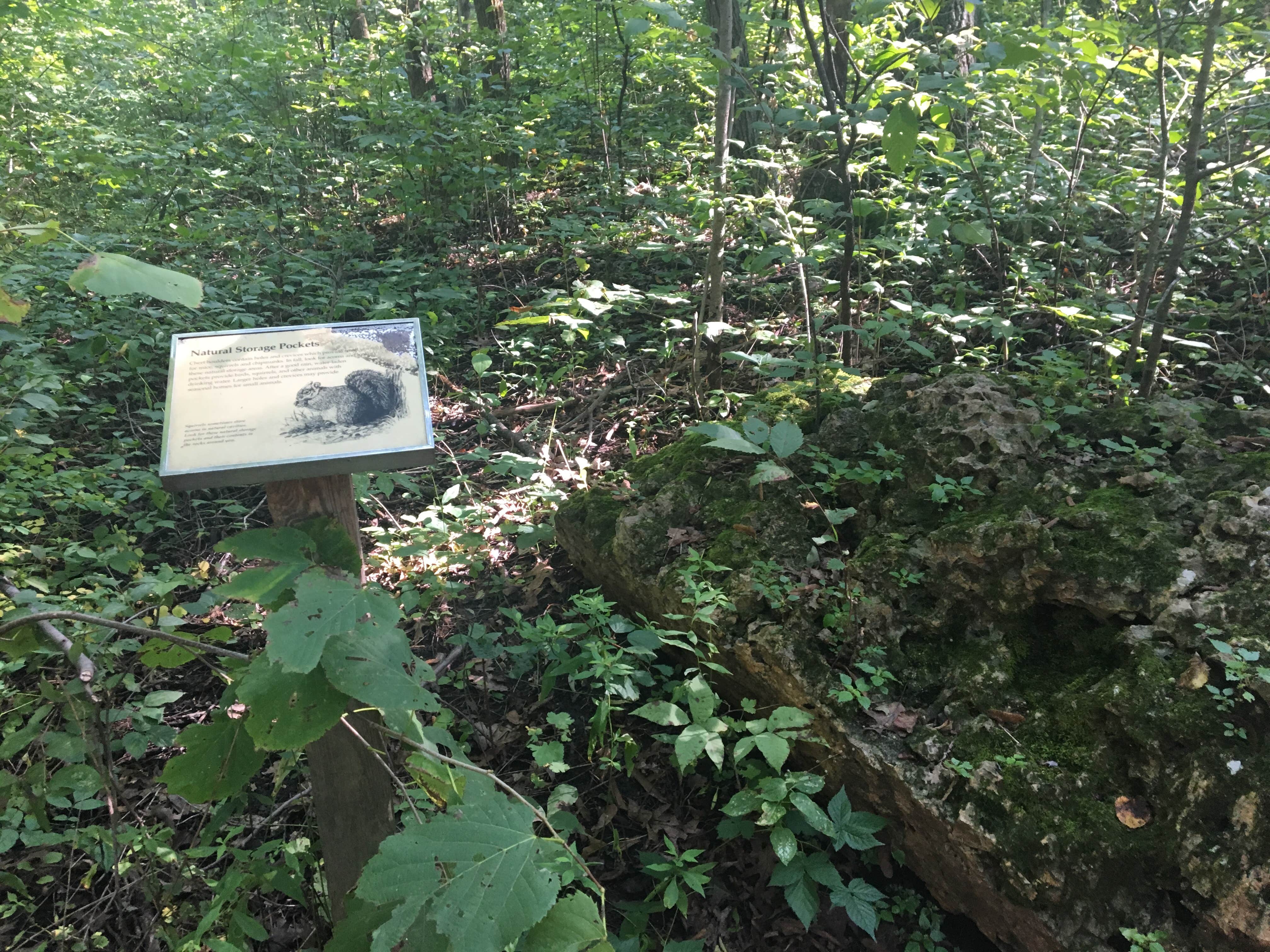 Camper submitted image from Blue Mound State Park Campground - 5