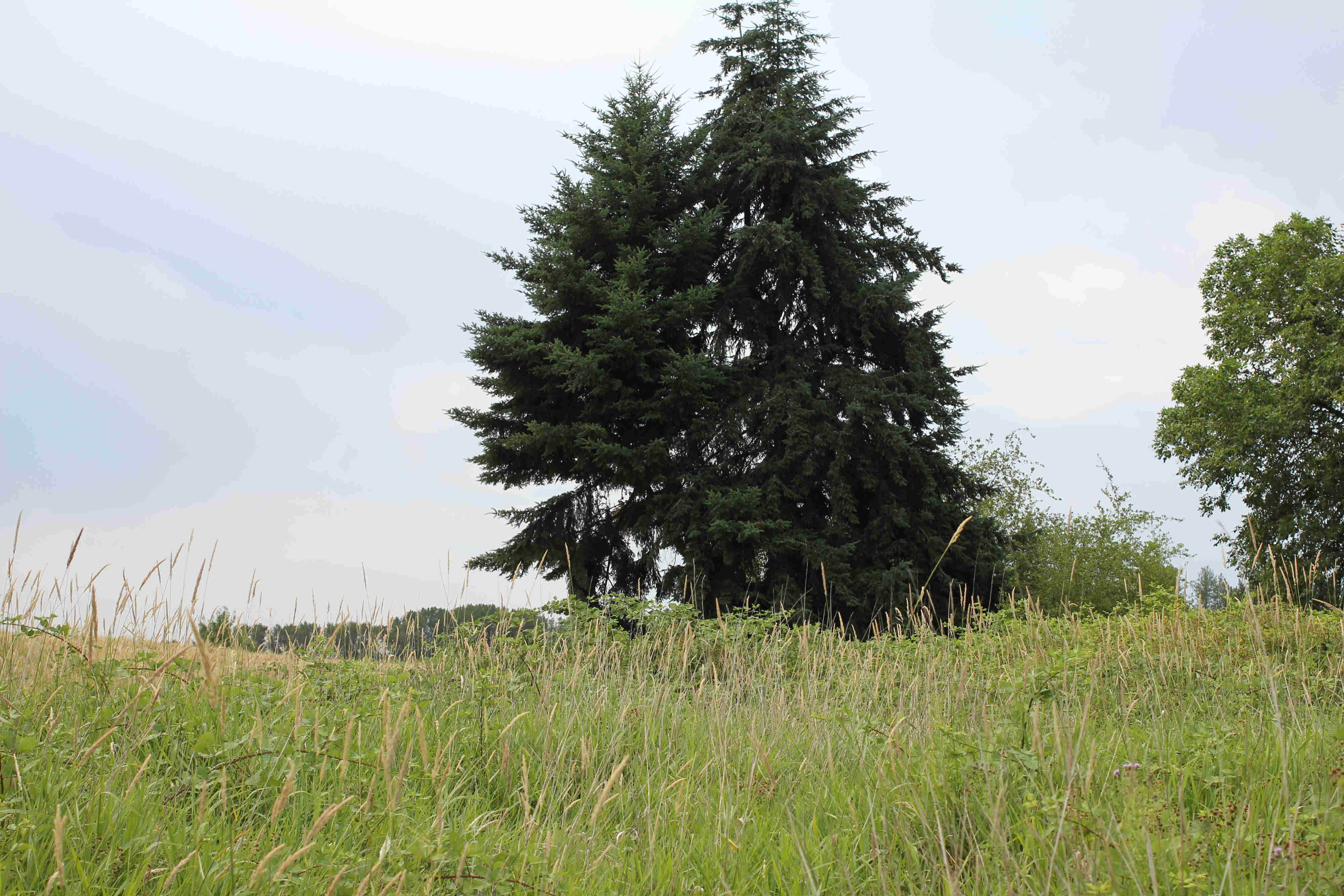 Camper-submitted photo at JJ Collins Marine Park near Hillsboro, OR