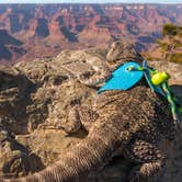 Review photo of Mather Campground — Grand Canyon National Park by Amanda M., September 1, 2018