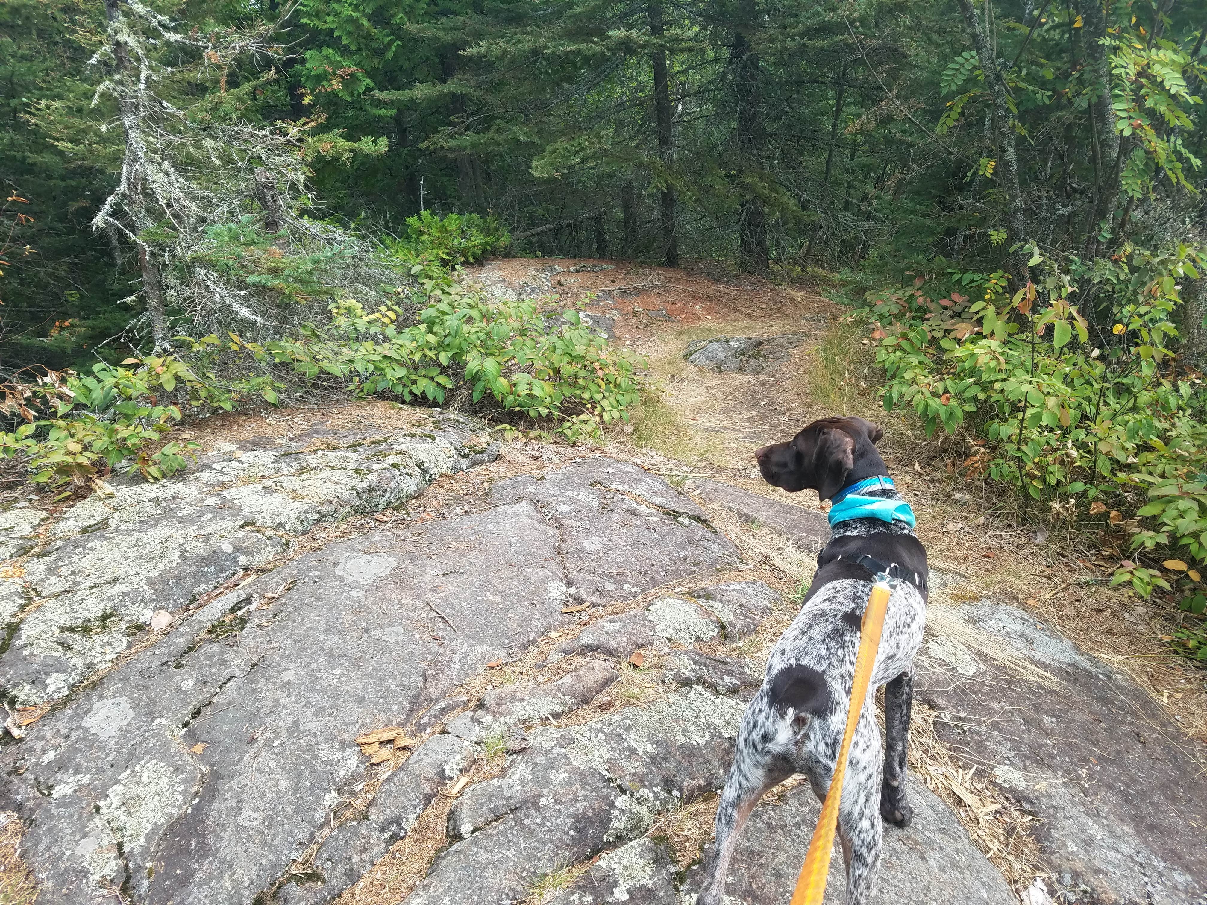Brianna V.'s photo of camping with pets at George H. Crosby Manitou State Park Campground near Superior National Forest