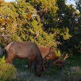 Review photo of Mather Campground — Grand Canyon National Park by Amanda M., September 1, 2018