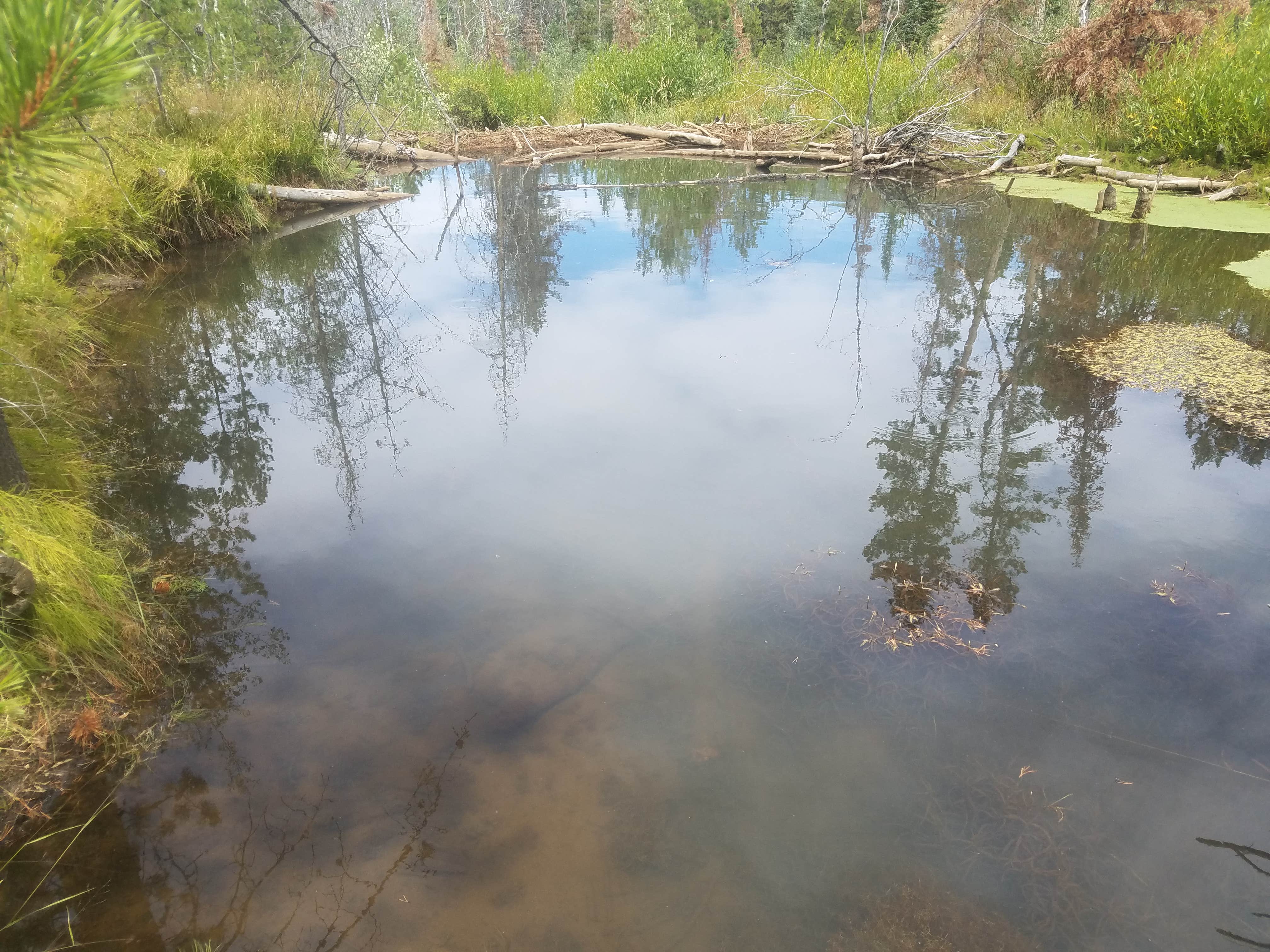 Camper submitted image from Shingle Creek ATV Campground - 4