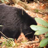 Review photo of Cades Cove Campground by Meg  S., July 1, 2015