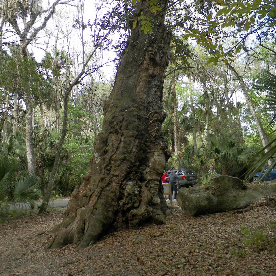 Highlands Hammock State Park Camping The Dyrt