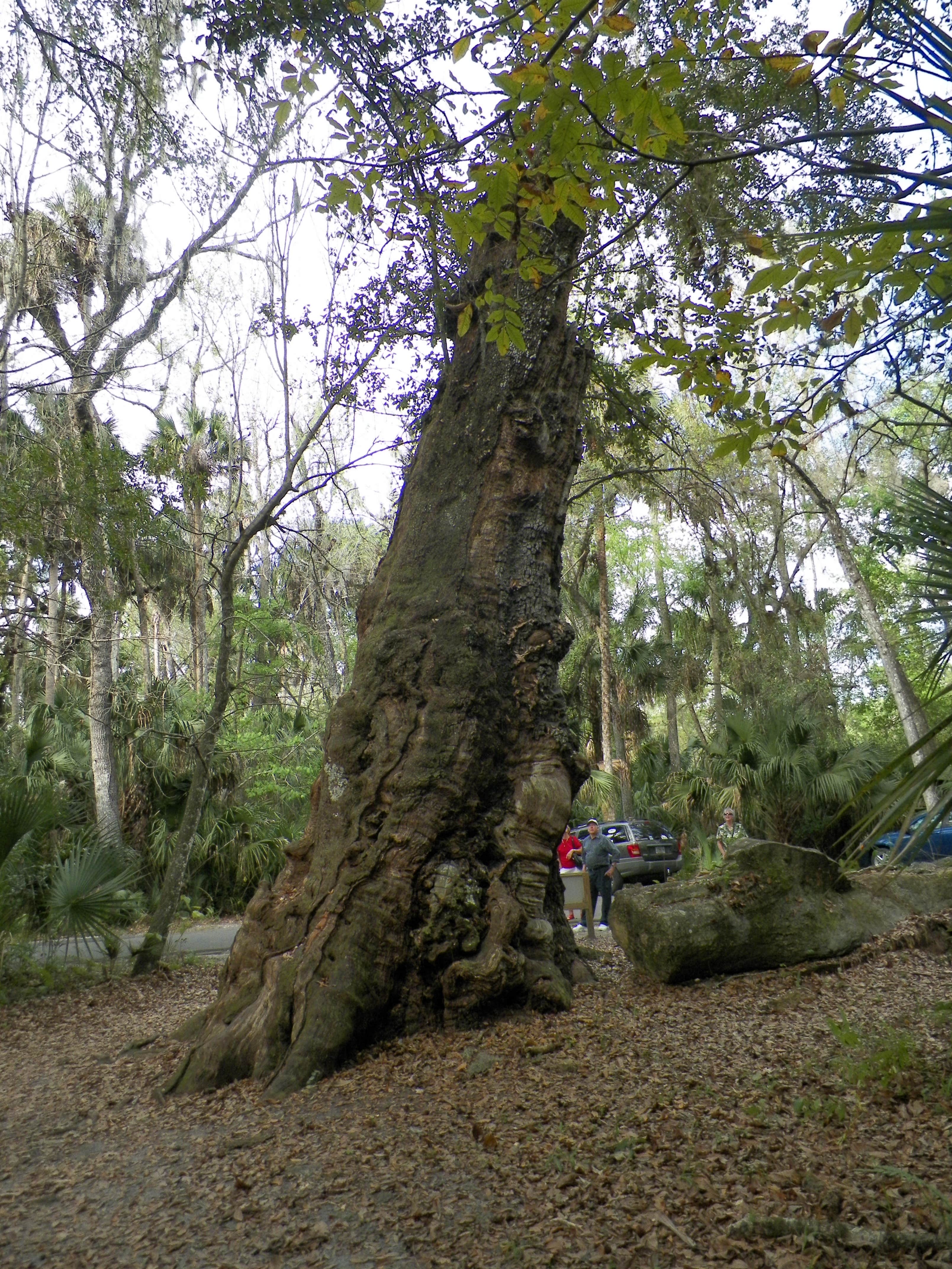 Camper submitted image from Highlands Hammock State Park Campground - 2
