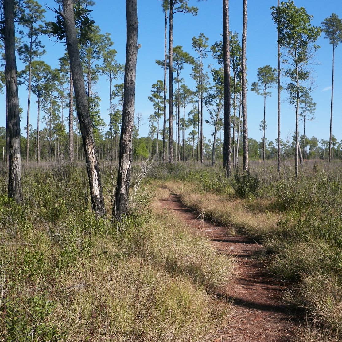 Highlands Hammock State Park Camping The Dyrt