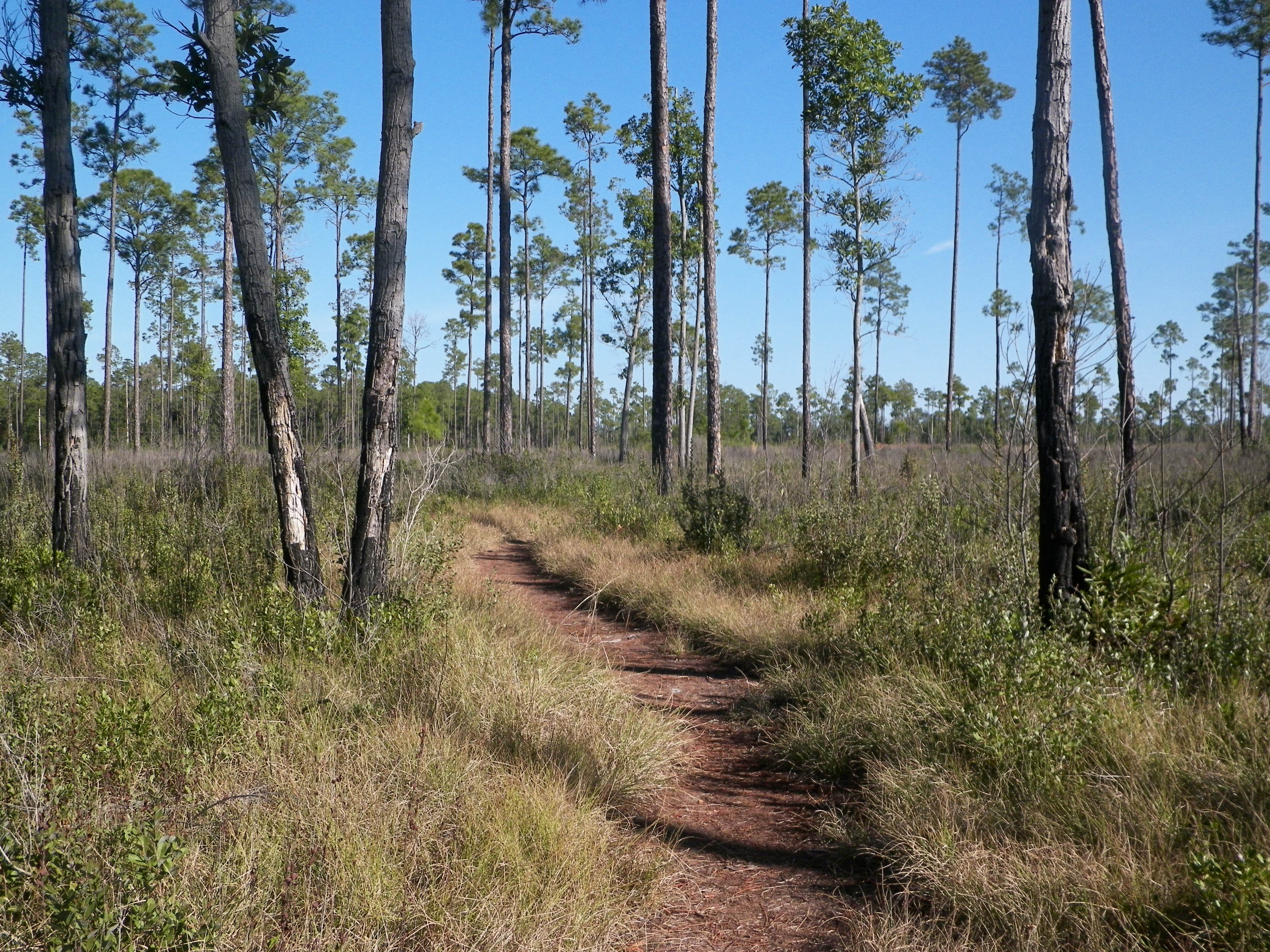 Camper submitted image from Highlands Hammock State Park Campground - 3