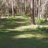 Review photo of Highlands Hammock State Park Campground by Jeanene A., August 3, 2016