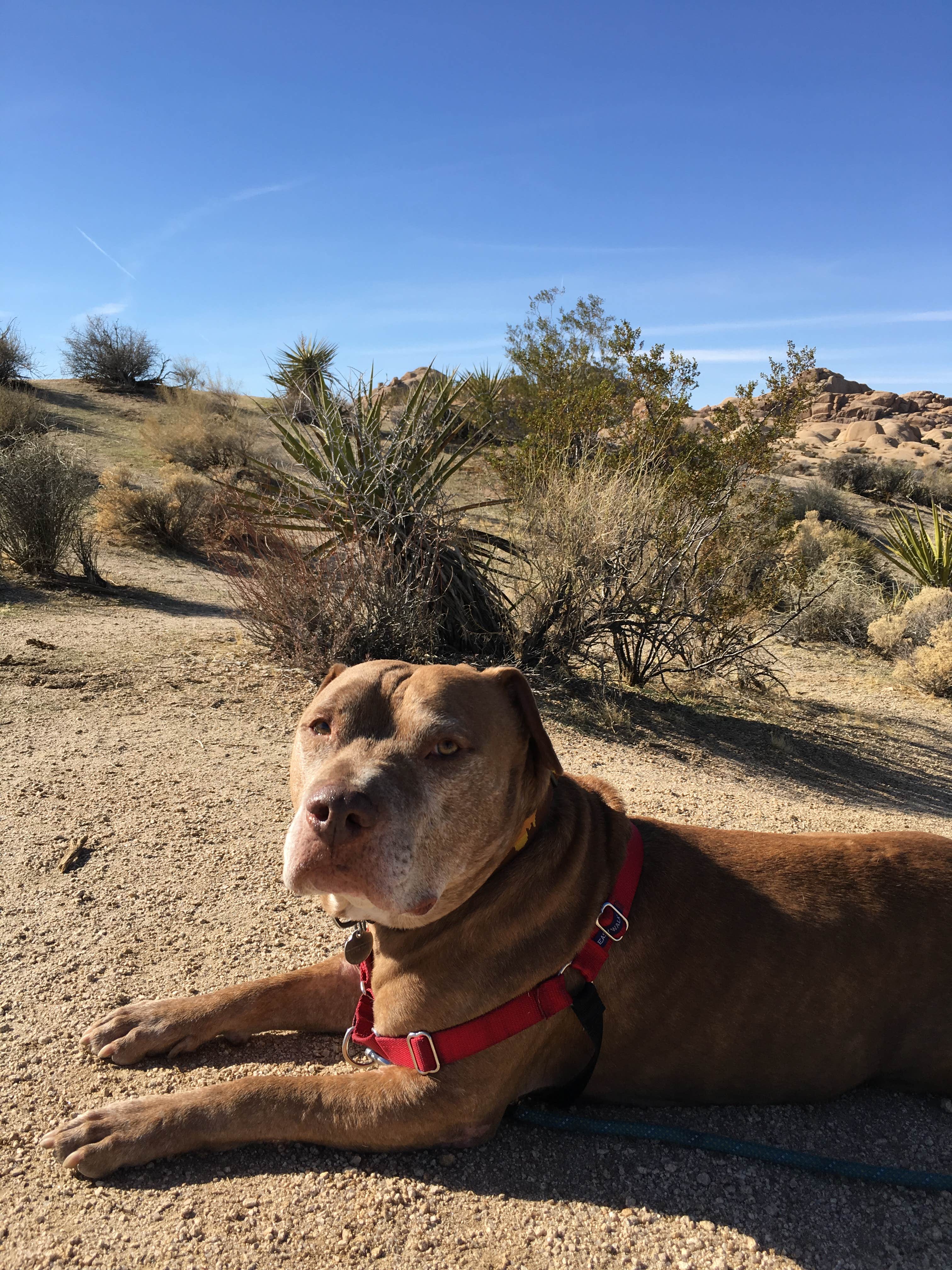 Les R.'s photo of camping with pets at Jumbo Rocks Campground — Joshua Tree National Park near Indio, CA