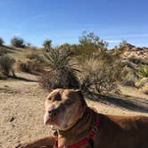Review photo of Jumbo Rocks Campground — Joshua Tree National Park by Leslie R., September 1, 2018