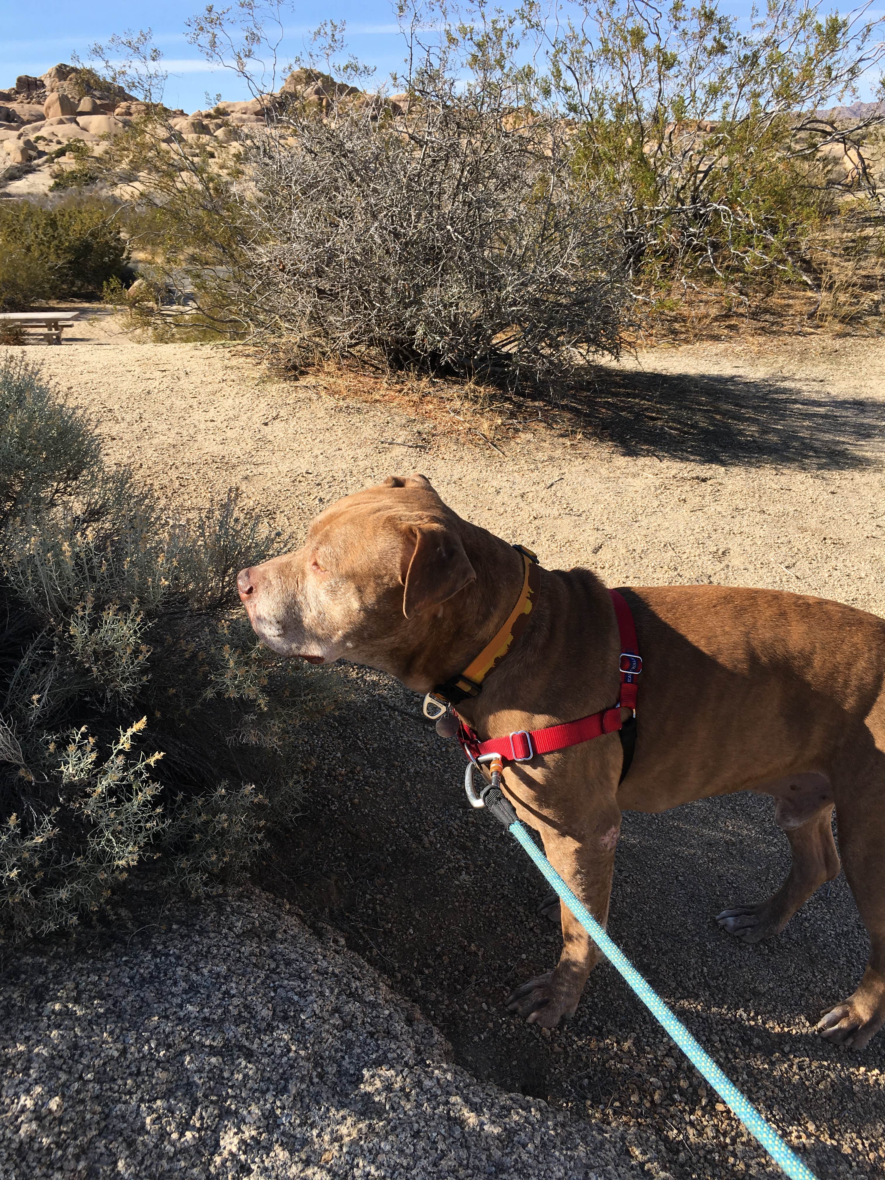 Les R.'s photo of camping with pets at Jumbo Rocks Campground — Joshua Tree National Park near Mecca, CA