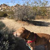 Review photo of Jumbo Rocks Campground — Joshua Tree National Park by Leslie R., September 1, 2018