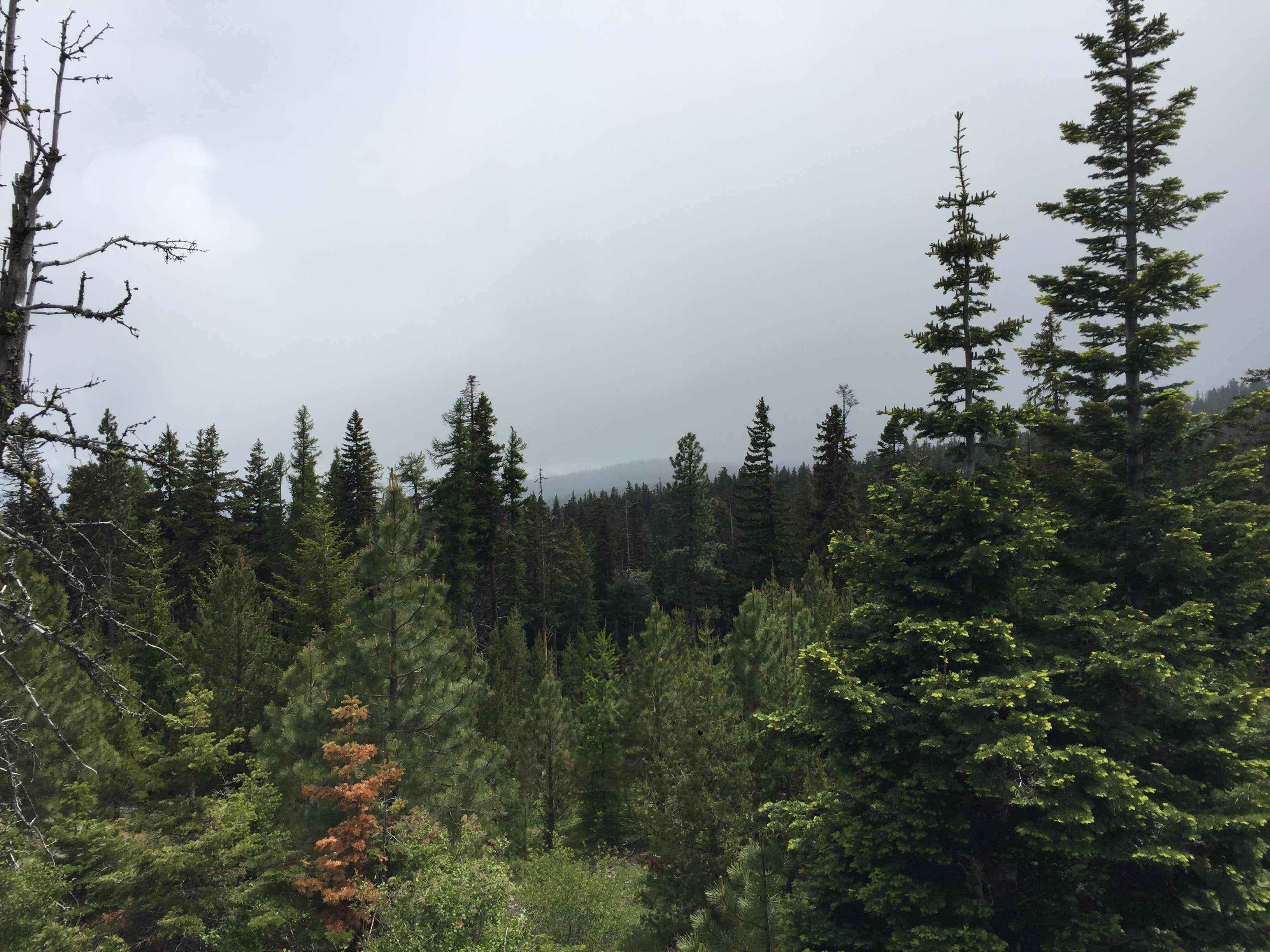 View All