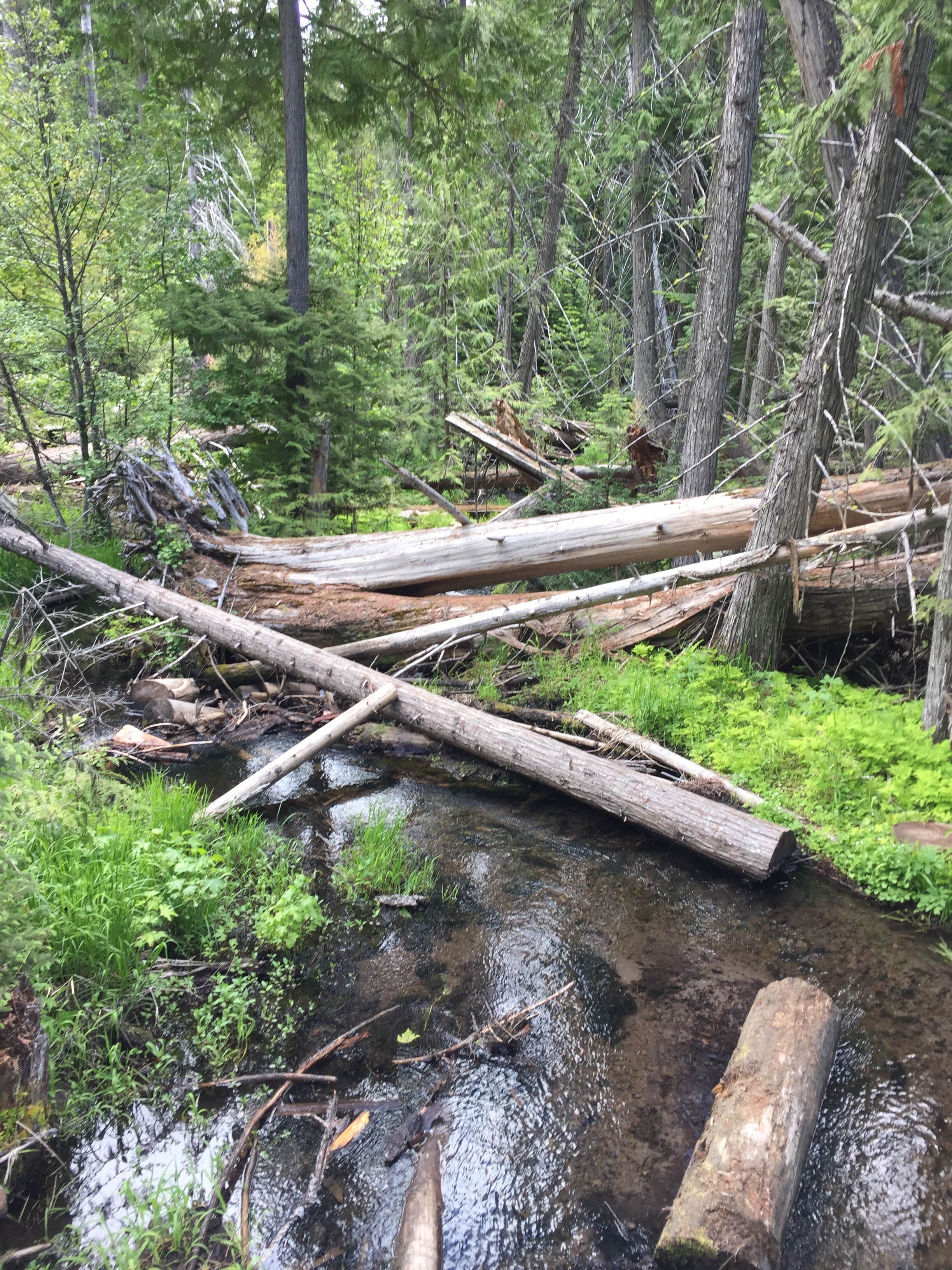 Camper submitted image from Eight Mile - 4