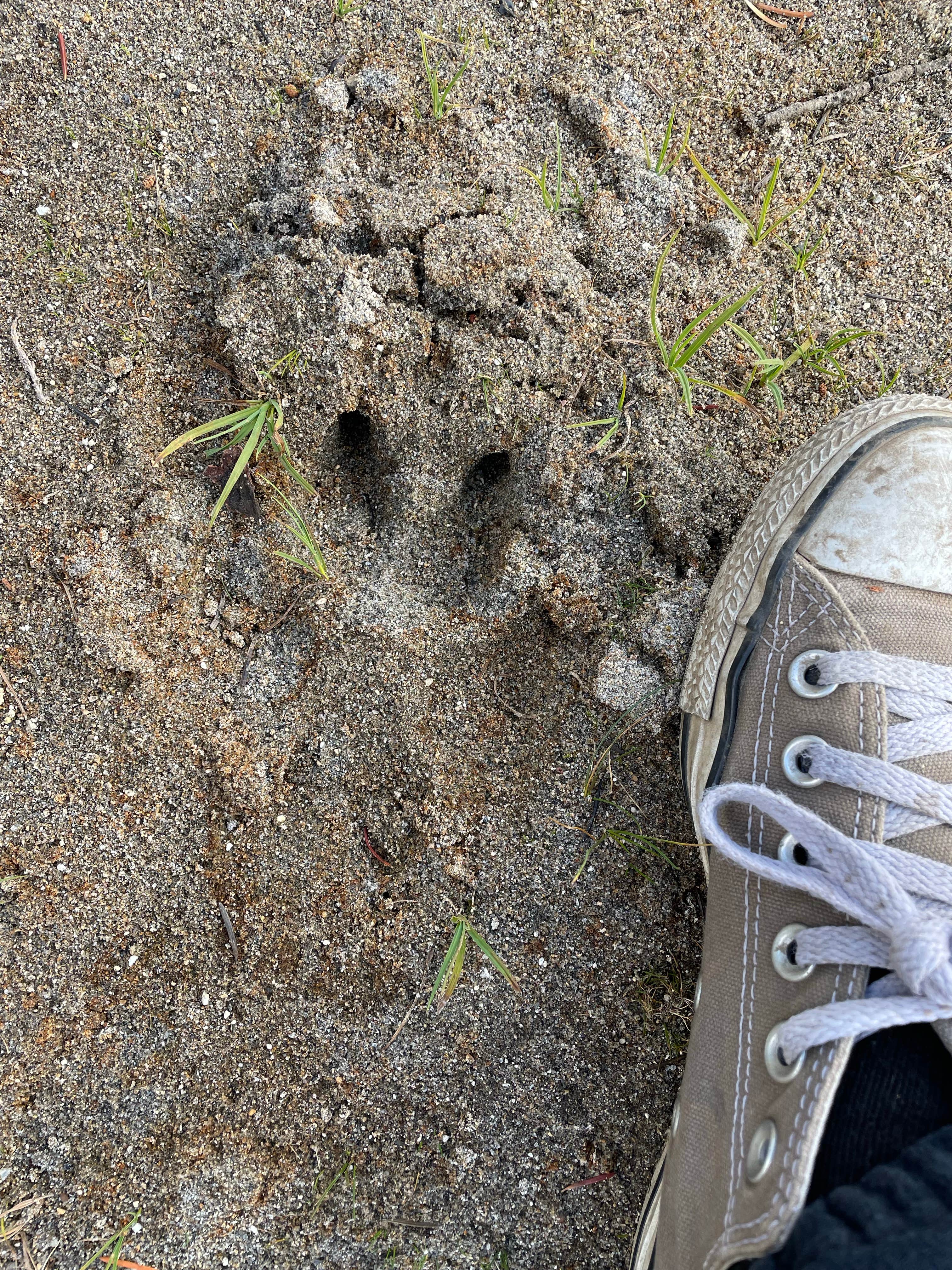 Camper submitted image from Driftwood Campground - Deschutes - 5