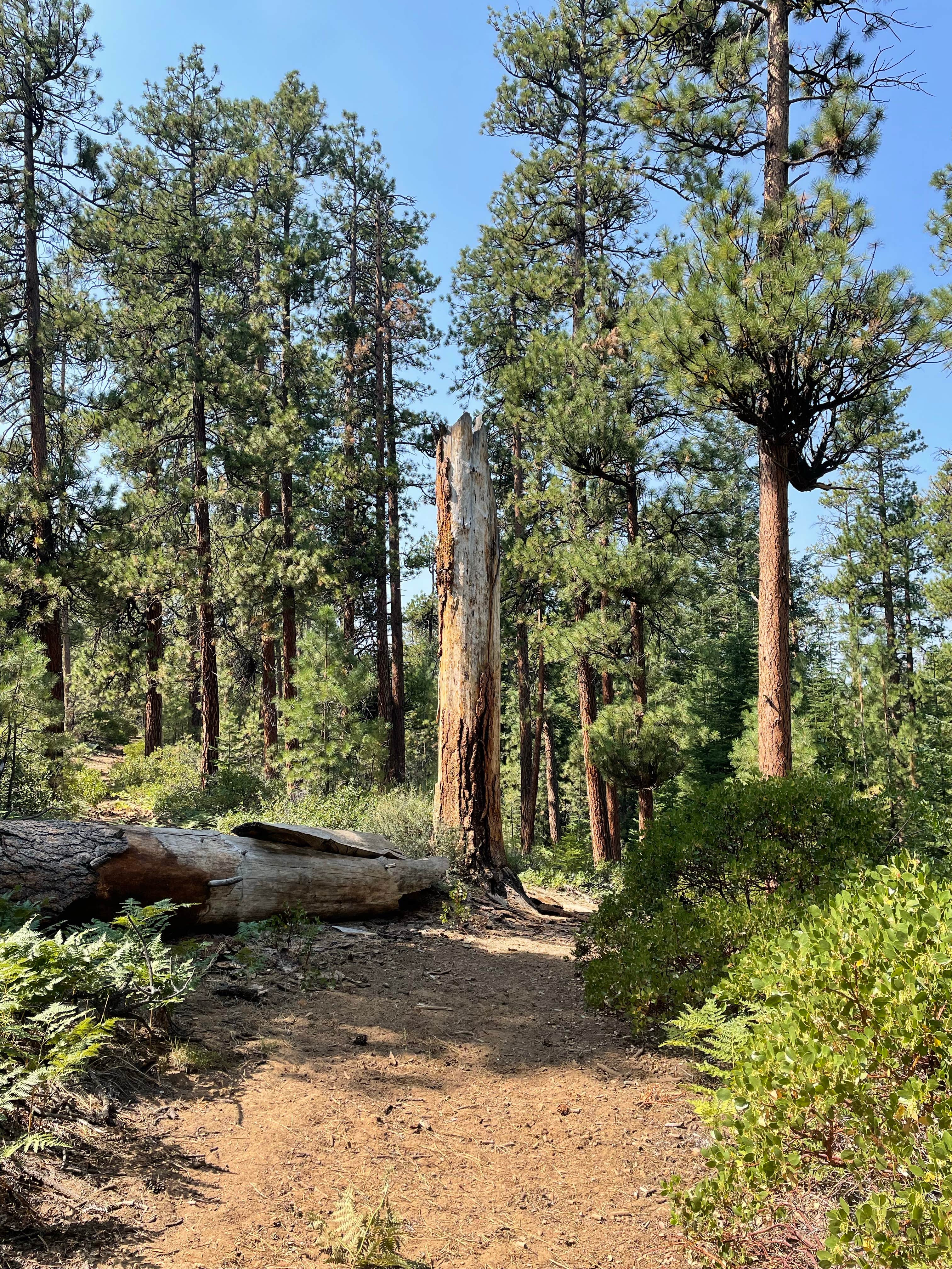 Camper-submitted photo at Black Pine Dispersed Camping near Mckenzie Bridge, OR