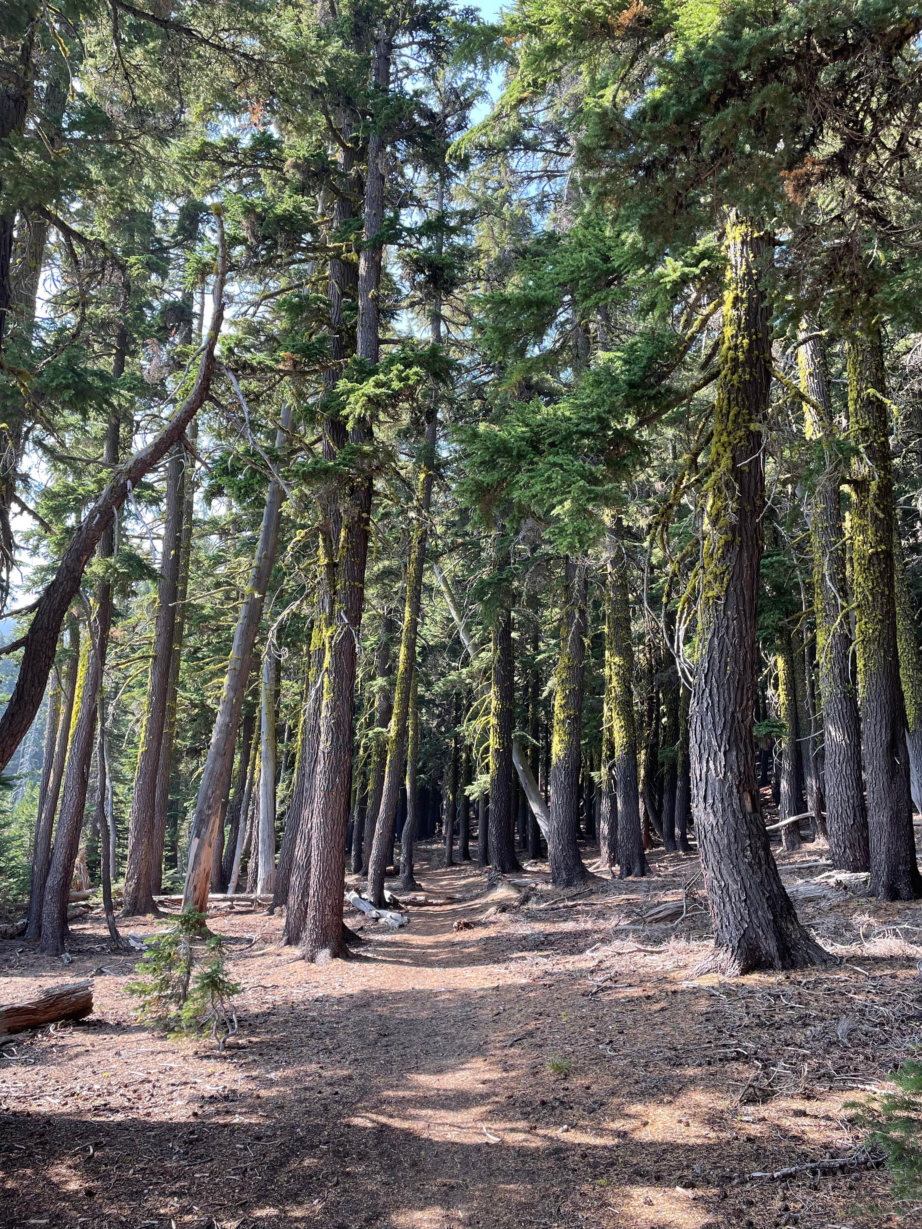 Camper-submitted photo at Driftwood Campground - Deschutes near Redmond, OR
