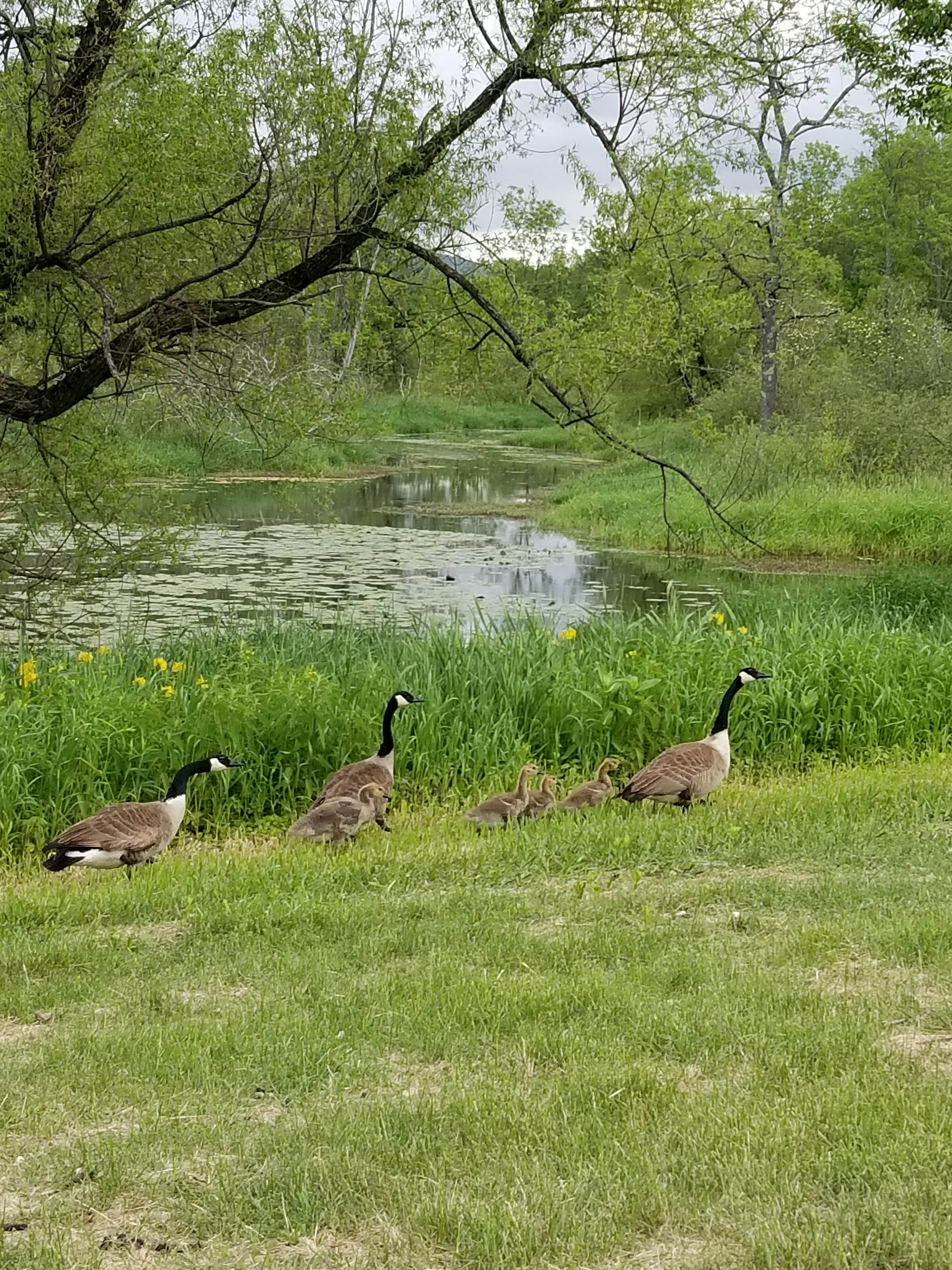 Camper-submitted photo at Battenkill Glamping Resort near Arlington, VT