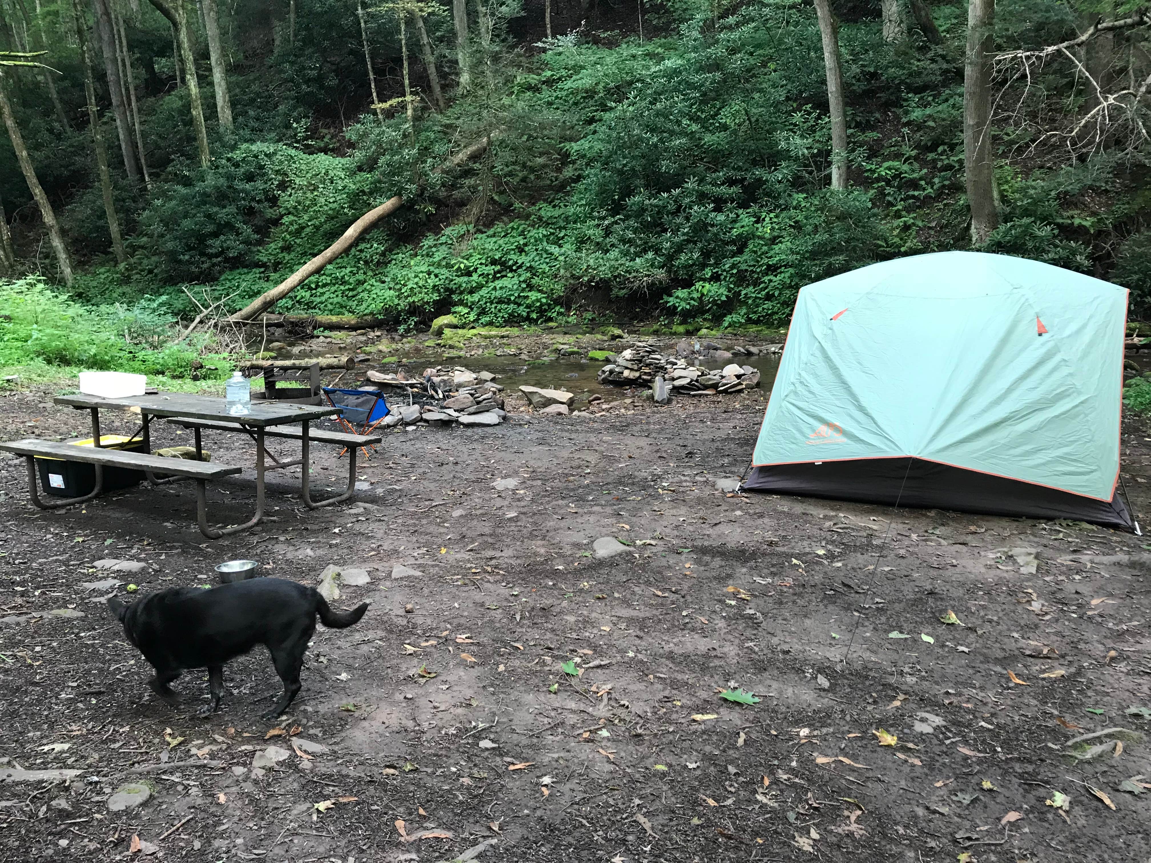 Camper submitted image from Savage River State Forest - 3