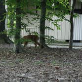 Review photo of Mammoth Cave Campground — Mammoth Cave National Park by Aliy L., September 1, 2018
