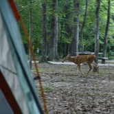 Review photo of Mammoth Cave Campground — Mammoth Cave National Park by Aliy L., September 1, 2018