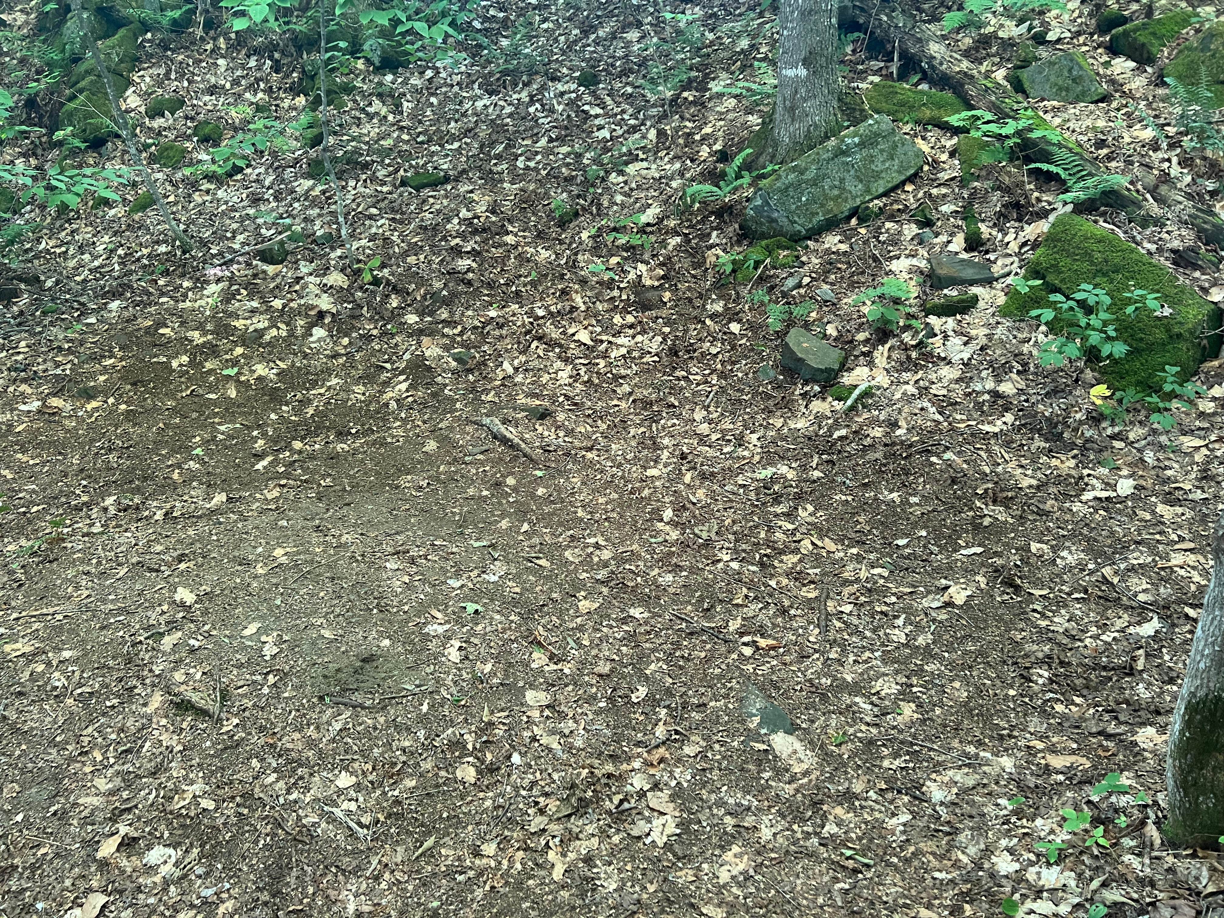 Camper submitted image from Winturri Backcountry Shelter on the AT in Vermont — Appalachian National Scenic Trail - 3