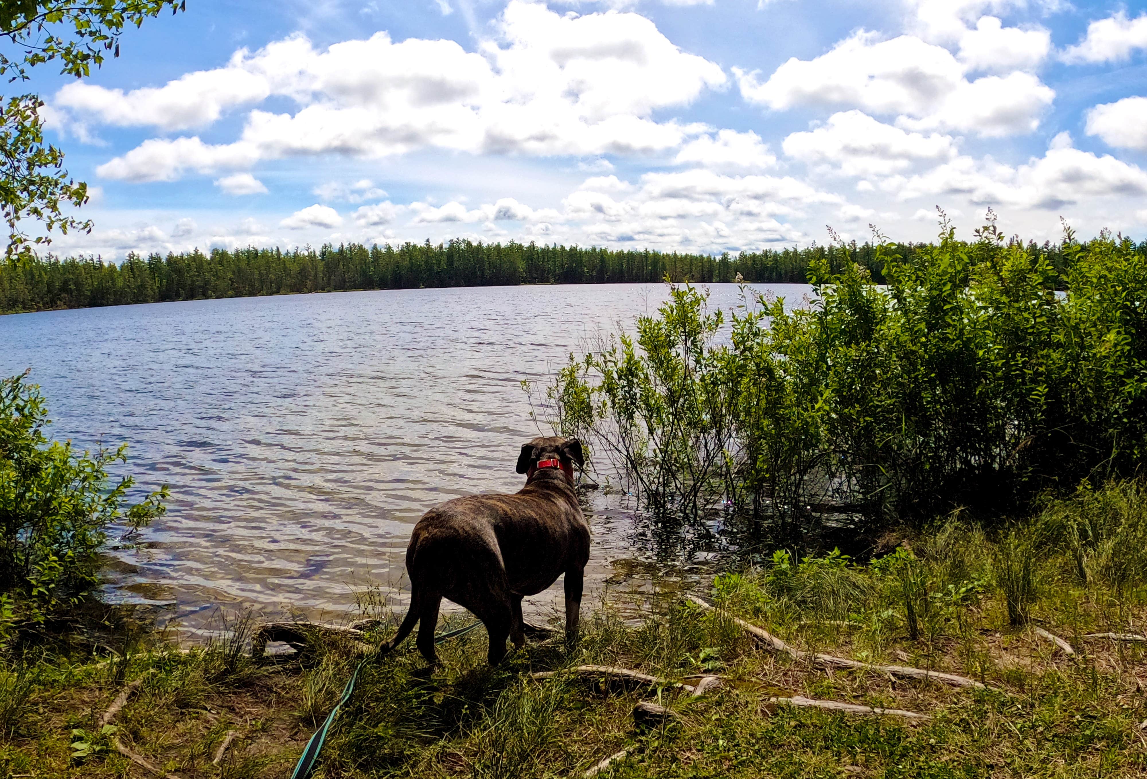 Nikki P.'s photo of camping with pets at Pretty Lake State Forest Campground near Grand Marais, MI