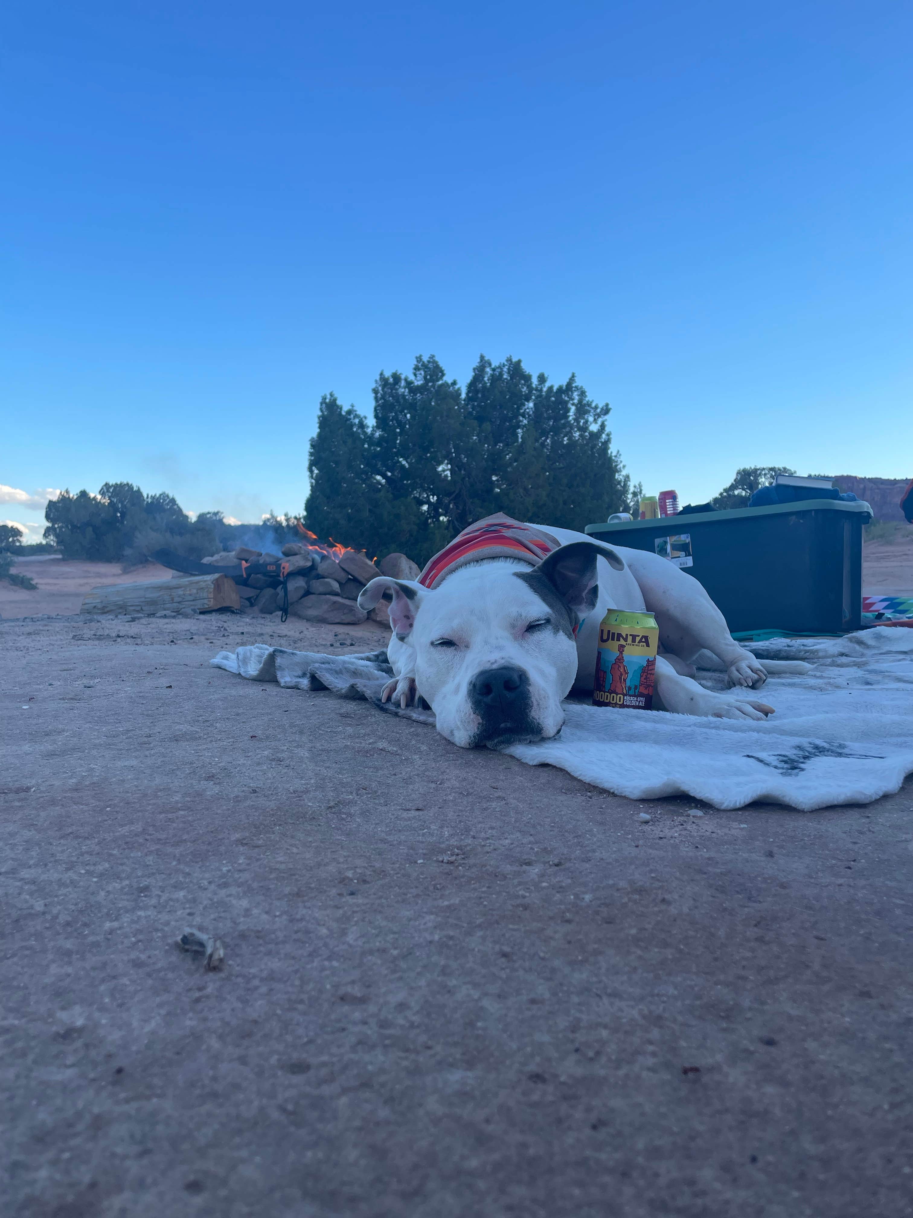 Shelby P.'s photo of camping with pets at Utahraptor State Park Campground near Thompson, UT