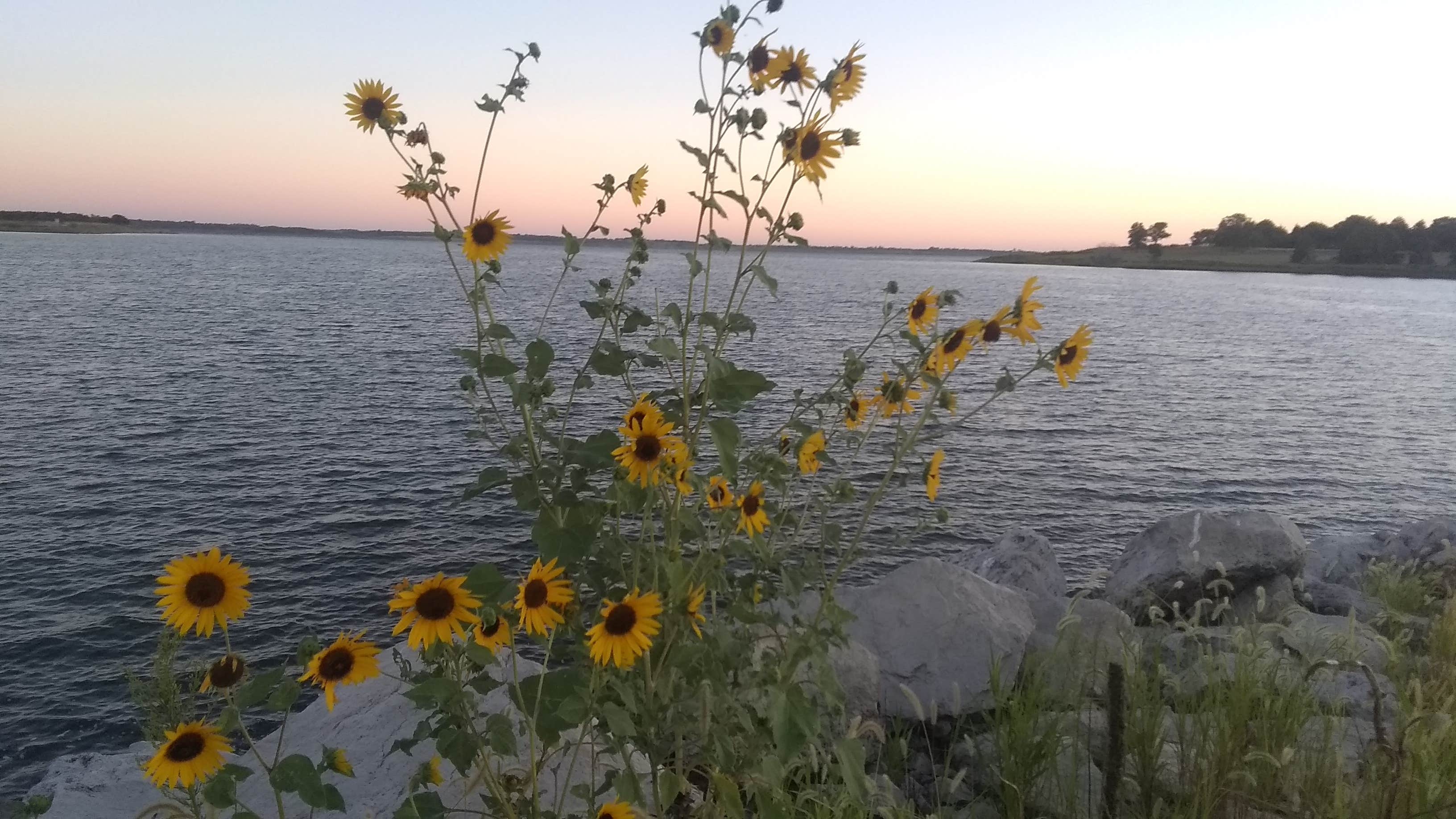 Camper submitted image from COE Milford Lake Curtis Creek Park - 3