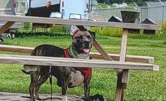 Nikki P.'s photo of camping with pets at Country Village RV Park near L'Anse, MI