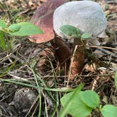 Review photo of Shale Bluff Campground — Hardy Lake State Recreation Area by Lerin P., September 18, 2022