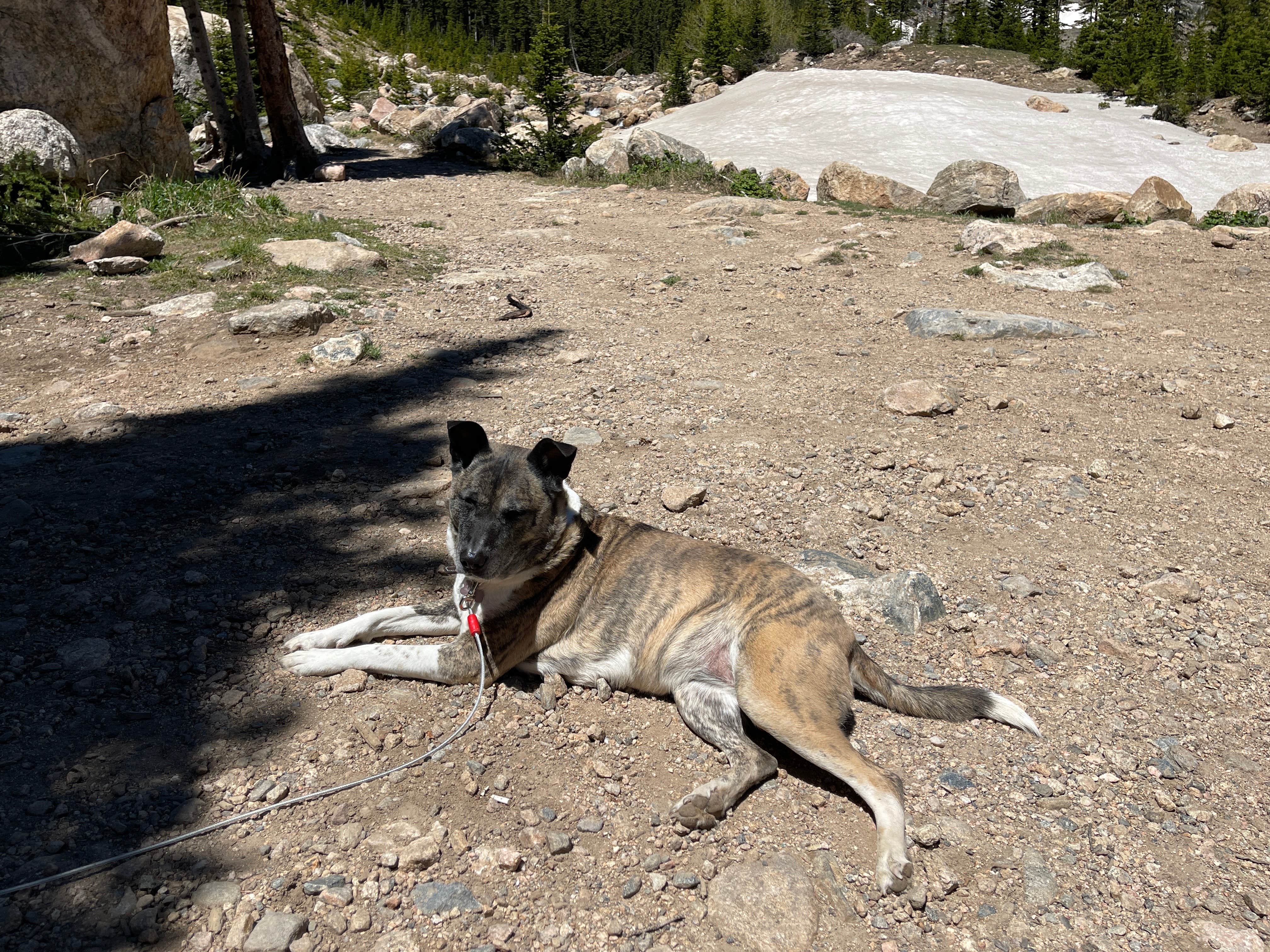Cameron B.'s photo of camping with pets at Fall River Reservoir Dispersed Camping Trail near Silver Plume, CO