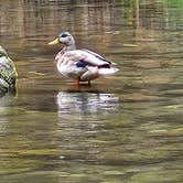 Review photo of Mt Hood Village Resort by James B., September 19, 2022