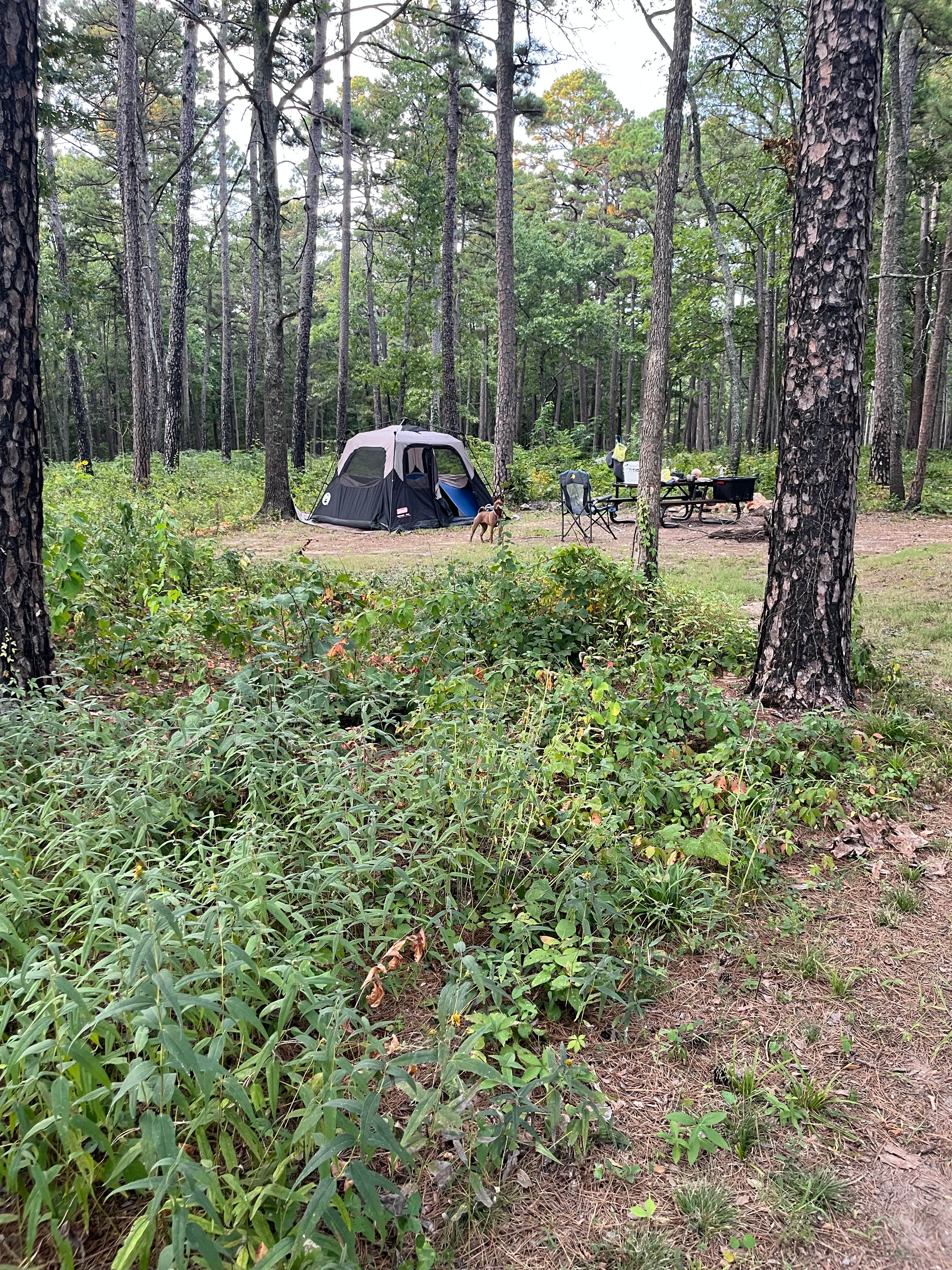 Camper submitted image from Pinewoods Lake Rec Area — Mark Twain National Forest - 4