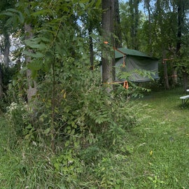 Tree Tent area