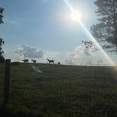 Review photo of Heritage Farm Alpaca Experience by trisha F., September 19, 2022