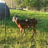 Review photo of Heritage Farm Alpaca Experience by trisha F., September 19, 2022