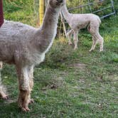 Review photo of Heritage Farm Alpaca Experience by trisha F., September 19, 2022