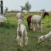 Review photo of Heritage Farm Alpaca Experience by trisha F., September 19, 2022