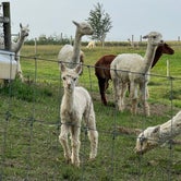 Review photo of Heritage Farm Alpaca Experience by trisha F., September 19, 2022