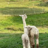 Review photo of Heritage Farm Alpaca Experience by trisha F., September 19, 2022