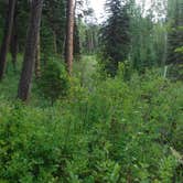 Review photo of Logging Creek Campground — Glacier National Park by Mara F., September 2, 2018