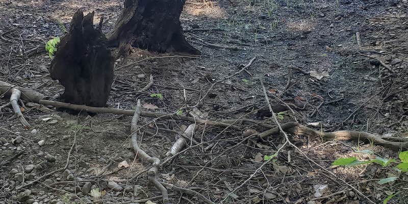 Camper submitted image from LBL FS154 - Dispersed