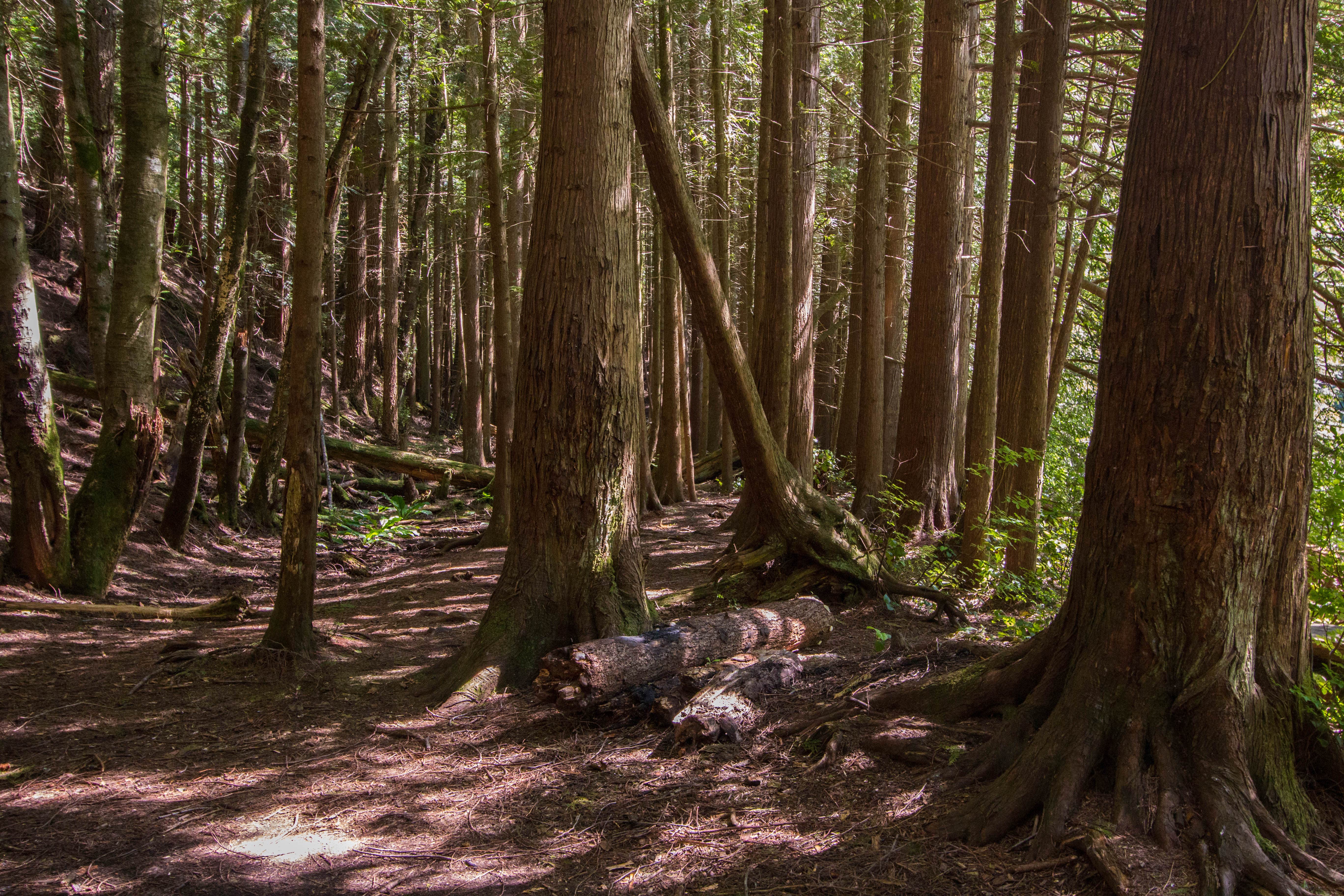 Camper submitted image from Pine and Cedar Lakes Primitive Camping - 1