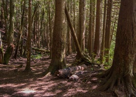 Pine and Cedar Lakes Primitive Camping