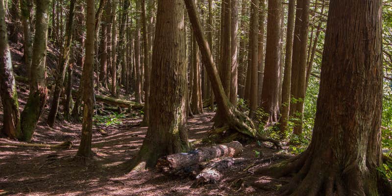 Camper submitted image from Pine and Cedar Lakes Primitive Camping