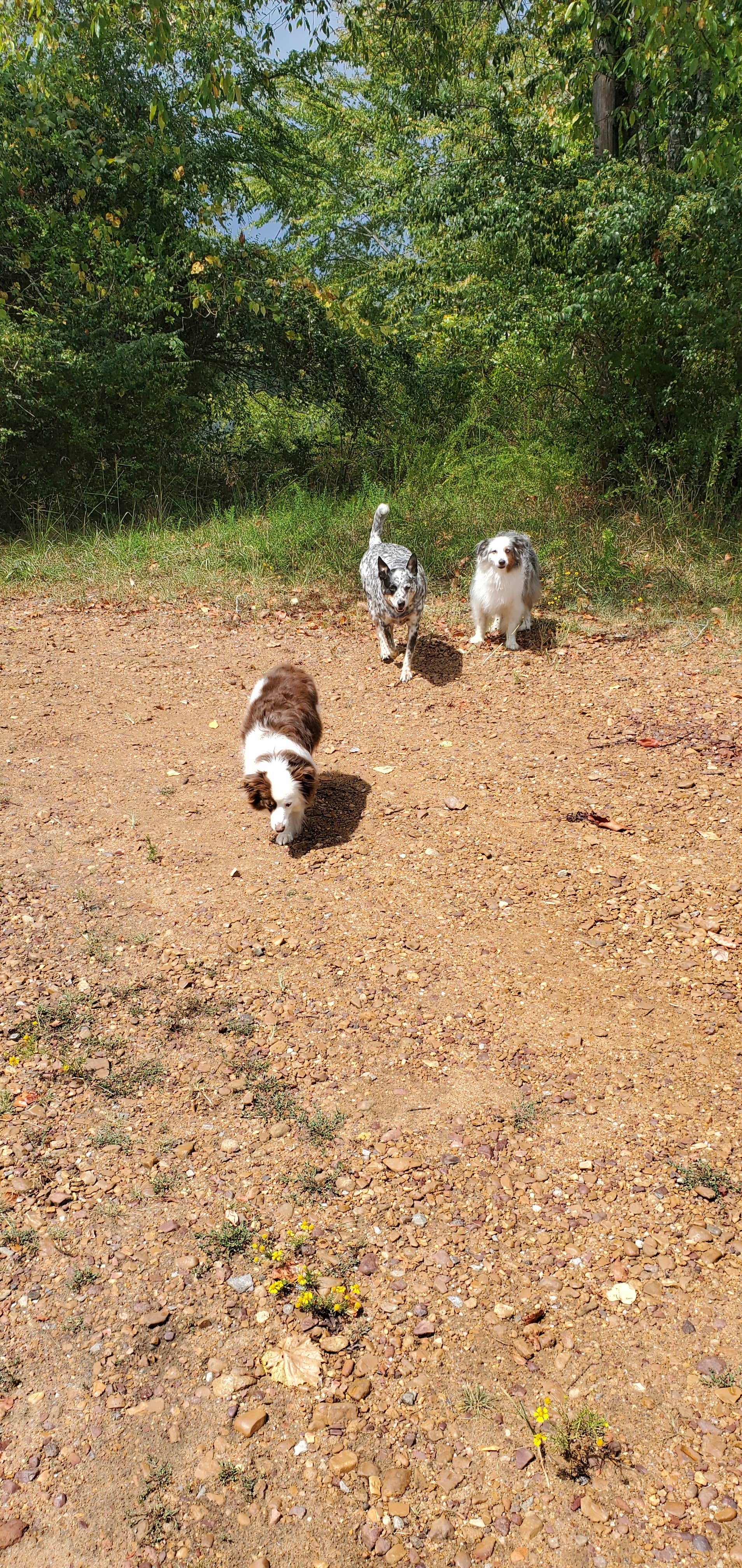Staci R.'s photo of camping with pets at Old Boy Scout Campground near Cadiz, KY