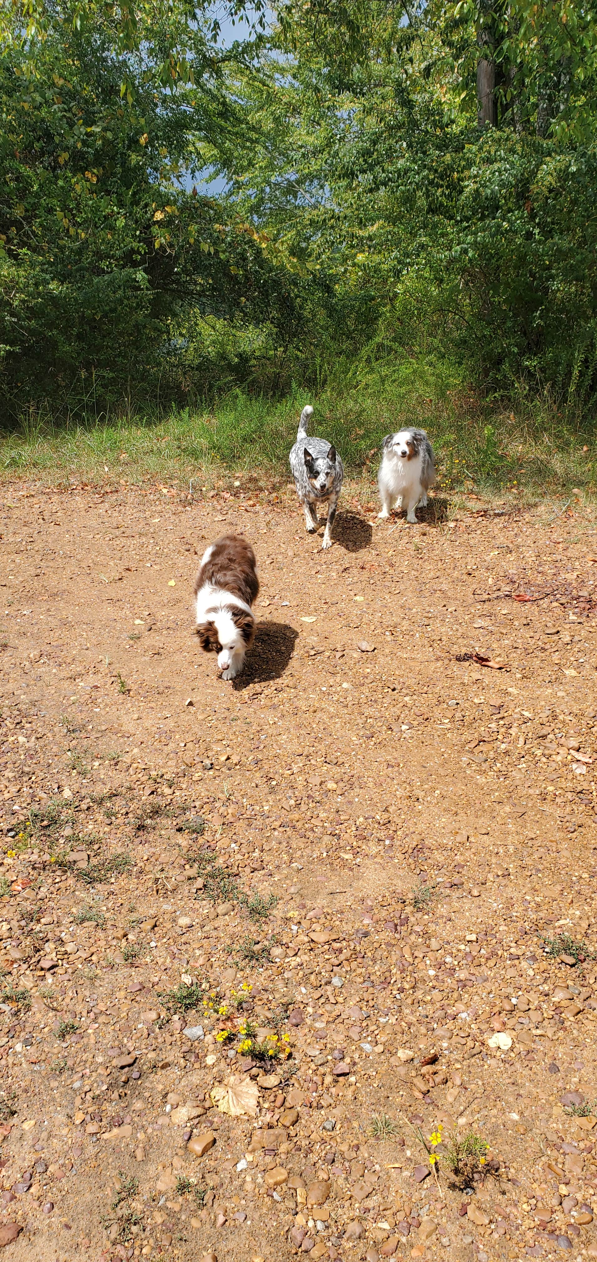 Camper submitted image from Old Boy Scout Campground - 5