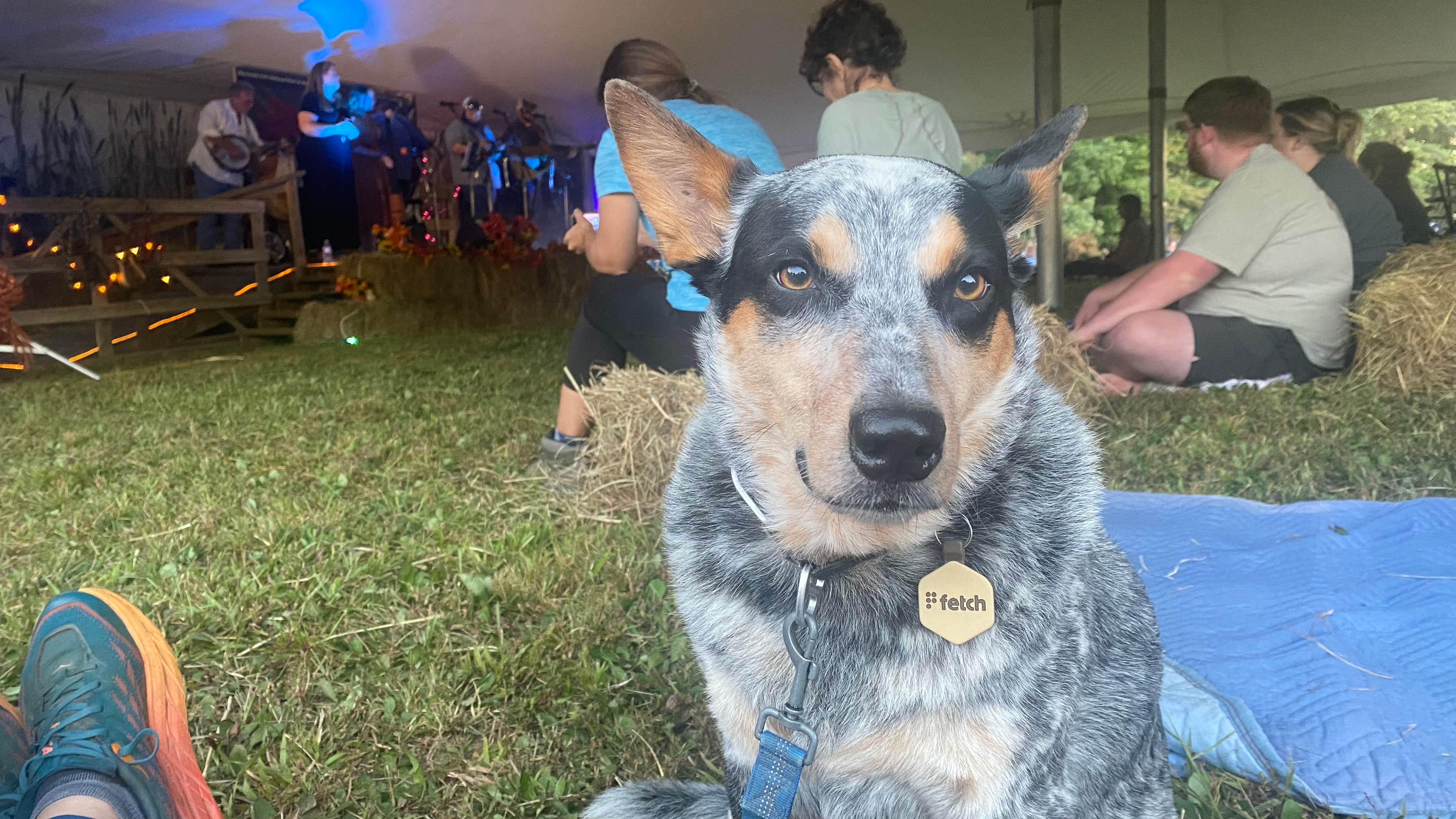 Shelly S.'s photo of camping with pets at Bandy Creek Campground — Big South Fork National River and Recreation Area near Oneida, TN